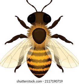 Bee. Image of a realistic working honey bee. Bee, top view. Vector illustration isolated on a white background