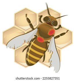 A bee infested with a mite on a white background, EPS 10