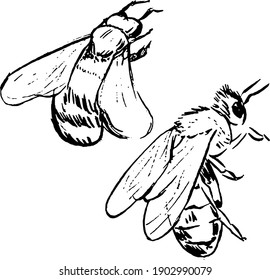Bee ink illustrations set. Insects sketches collection. Wings, heat and body drawings group. Vector artworks with simple minimal style. 