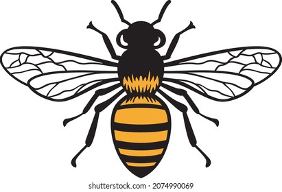 Bee Insect Color Vector Illustration