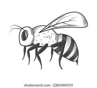 bee insect icon isolated design