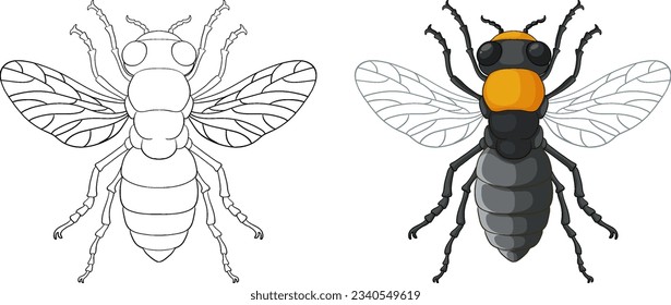 Bee Insect Outline for Colouring illustration