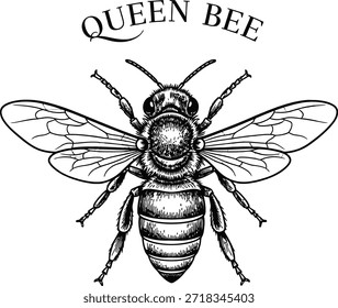 Abeja insecto reina abeja Ilustración vectorial corona animal tipografía concepto de bicho real aislado negro en diseño transparente para los amantes de la miel y emblema de la naturaleza