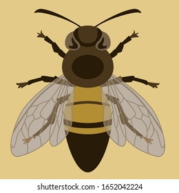 bee insect, vector illustration, front side, flat style