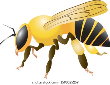 Bee insect wings flight beetle