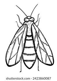 Inscripción de abejas con alas en forma de boceto dibujado a mano
