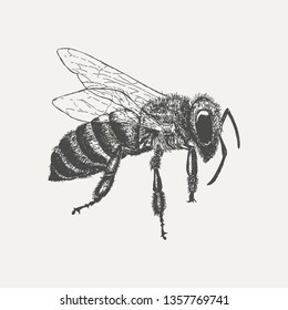 Bee isolated on white background. Hand drawn sketch in vintage engraving style. Vector illustration of insect