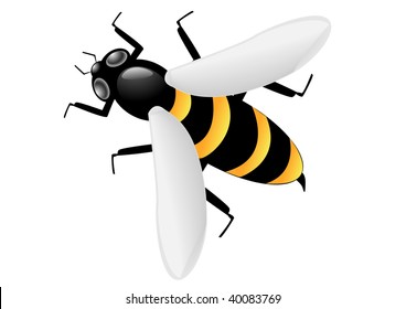 bee isolated on white background vector illustration