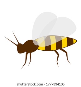 Bee isolated on the white. Honey bee sweet yellow animal.