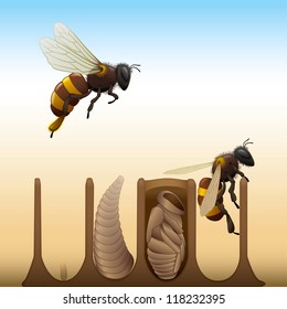 Bee Life Cycle - Egg, Larva, Pupa, Adult