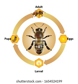 Bee Life Cycle object vector on white background.Isolated.for graphic design,education,science,agriculture and artwork.