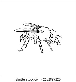 bee linear icon. Doodle vector illustration. Hand-drawing sketch of honey bee. Outline icon isolated on white background