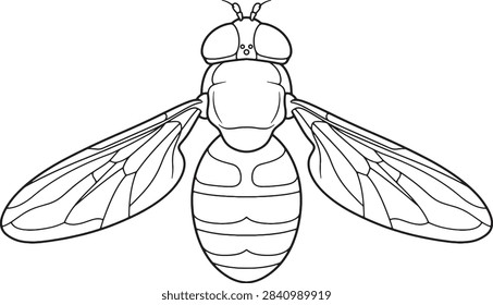 Bee Mimic Hoverfly Top View Line Art Outline Illustration