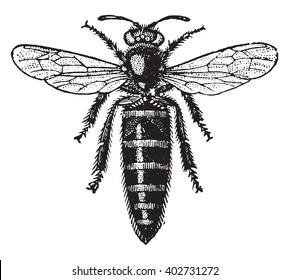 Bee mother, vintage engraved illustration. Industrial encyclopedia E.-O. Lami - 1875.
