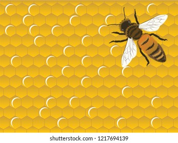 Bee on the background of honeycombs - vector. Natural product concept