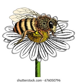 Bee on chamomile flower sketch. Colored hand drawn vector illustration of bee collecting nectar from honey flower.