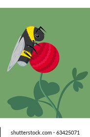 Bee on a clover flower