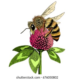 Bee on clover flower sketch. Colored hand drawn vector illustration of bee collecting nectar from honey flower.