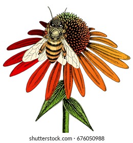 Bee on coneflower sketch. Colored hand drawn vector illustration of bee collecting nectar from honey flower.