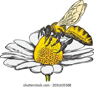 Bee on a daisy flower