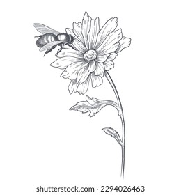 Bee on flower sketched in black and white vector illustration. Chamomile with bee.