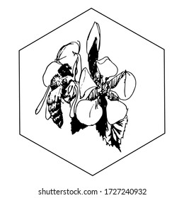 bee on a flower,bee on a flower collecting pollen,bee on a cherry flower, bee on apple tree flower,isolated hand drawn.