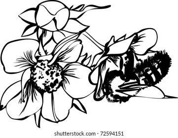 Bee on flowers