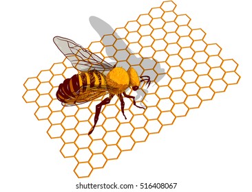  bee on honeycells