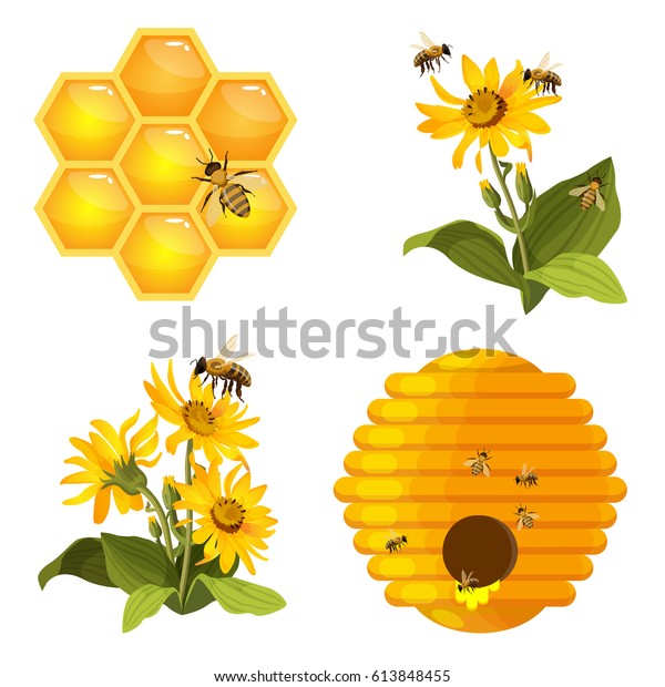 白い背景に蜂 蜂の巣 黄色い野花の上に蜂 羽を持つリアルな縞の昆虫が新鮮な健康な有機蜂蜜ベクターイラストを集める のベクター画像素材 ロイヤリティフリー