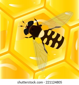 Bee on honeycomb close-up