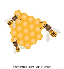 Bee  on honeycomb isolated on the white background. Working bees making honey and propolis. Hexagon natural honey struct. Label for sweet honey products. Stock vector illustration