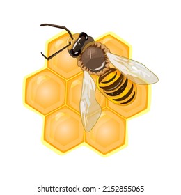 Bee on honeycomb isolated on the white background. Working bee making honey and propolis. Hexagon natural honey struct. Label for sweet honey products. Beekeeping concept. Stock vector illustration