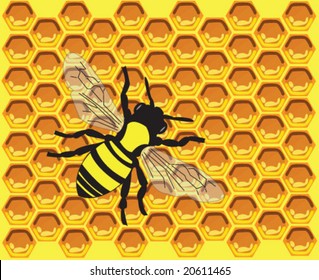 bee on honeycomb vector