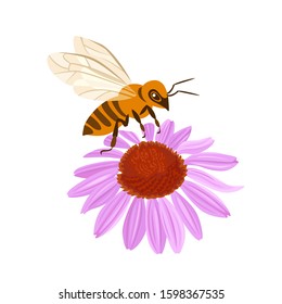 Bee on a pink flower isolated on a white background. Honey Bee collects nectar on blooming coneflower. Vector illustration in cartoon flat style.
