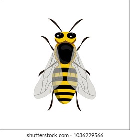 Bee on white background.