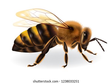 Bee on white background, vector