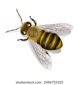 Bee on a white background. Vector illustration