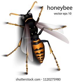 Bee on white background. Wasp, insect. Honey-apiary. Stock vector.