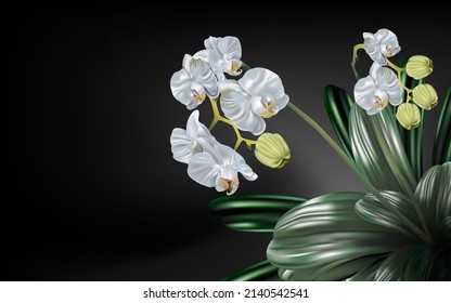 Bee on the white orchid flowers isolated against a black background.