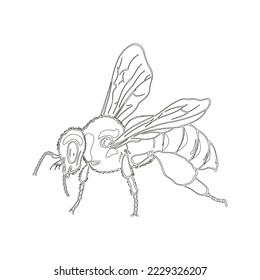 Bee one line drawing. Abstract minimal icon