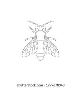 Abeja. Dibujo de esquema. Ilustración vectorial de línea.
