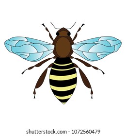 bee painted in vector on white background, insect