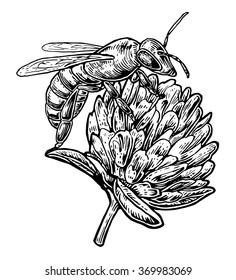 Bee pollen from clover. Engraving vintage vector black illustration. Isolated on white background. Hand drawn design element for label and poster