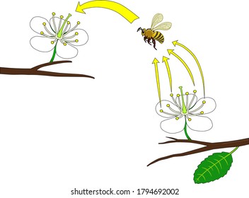 Bee pollinating a cherry flower