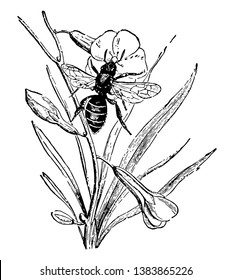 Bee Pollinating a Flower which the most important is the common hive or honey bee, vintage line drawing or engraving illustration.