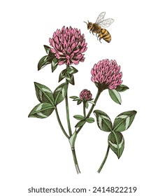 Bee pollinating red clover flowers