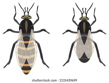 7,704 Drone bee Images, Stock Photos & Vectors | Shutterstock