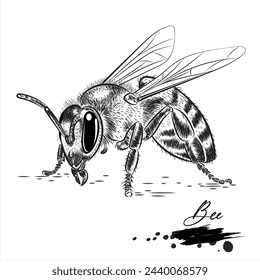 Bee, realistic insect animal sketch, vector illustration