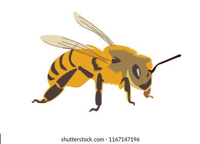 Bee Realistic Vector Illustration Isolated