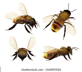 Bee realistic. Wildlife insect honeybee, fly danger wasp, pollen bugs for eco natural products vector collection